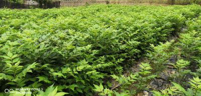 中花吴茱萸