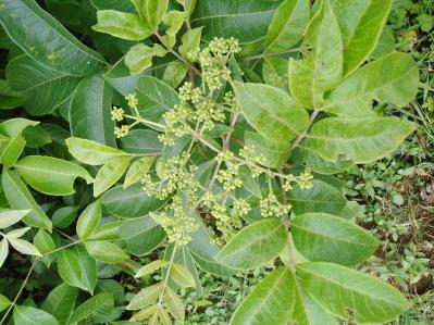 海拨900米天然无公害野生吴茱萸干，湿统货