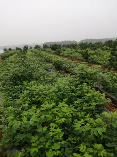 中花吴茱萸一年生扦插苗