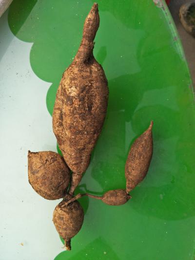 卖野生牛大力