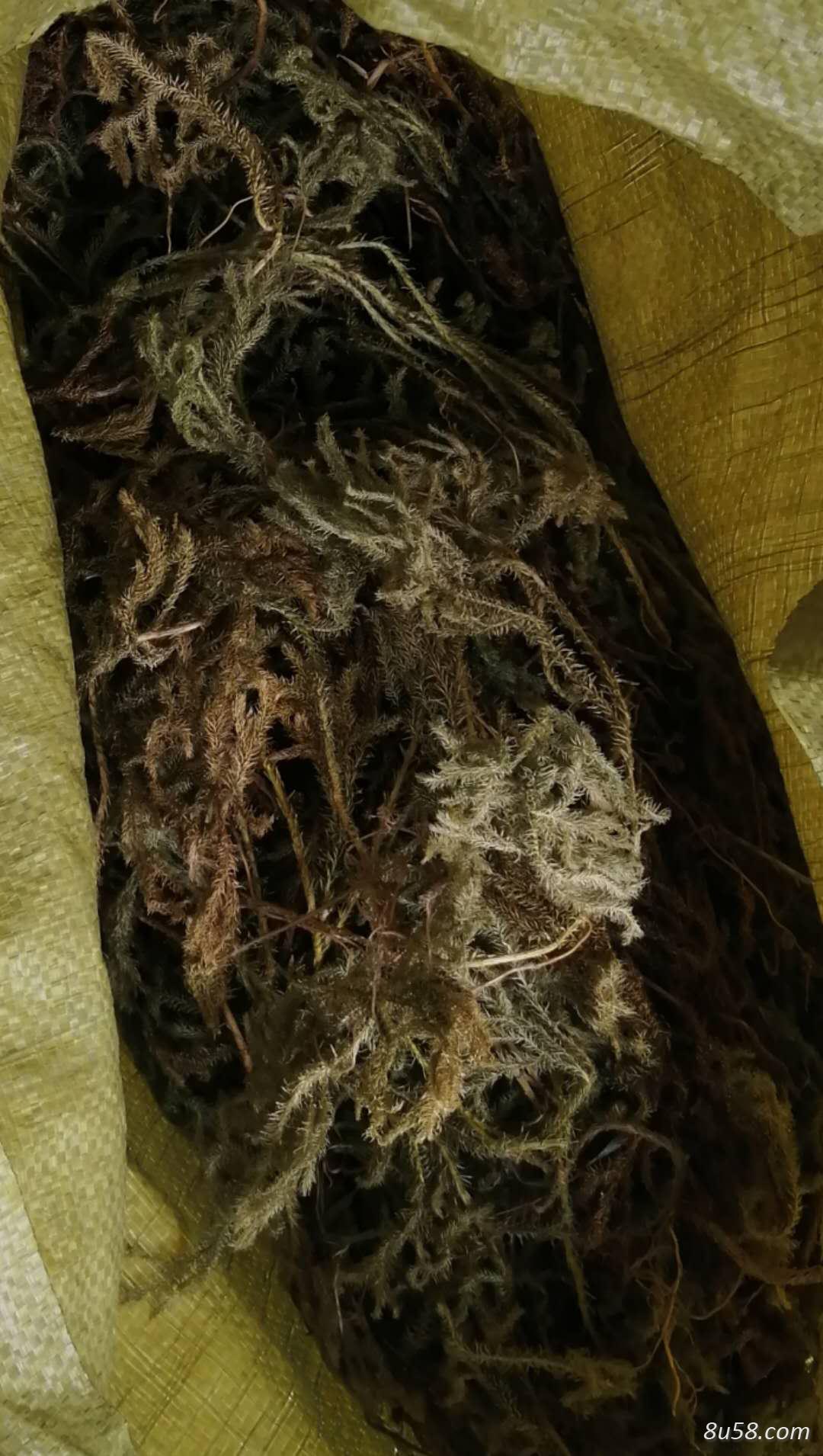 伸筋草