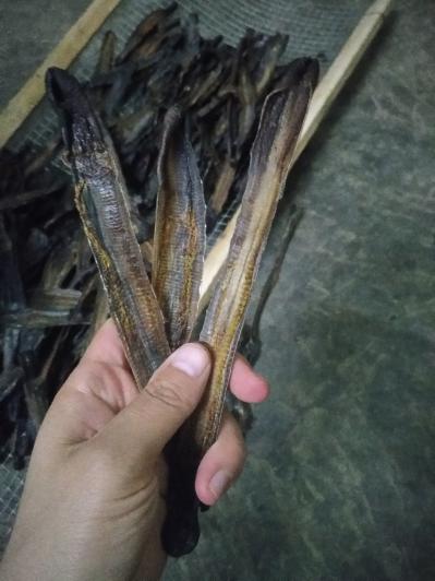 大量全开地龙干供应