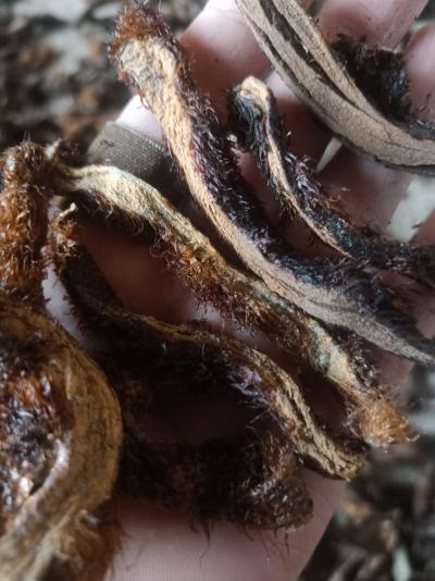 大量骨碎补手工切片干货出售