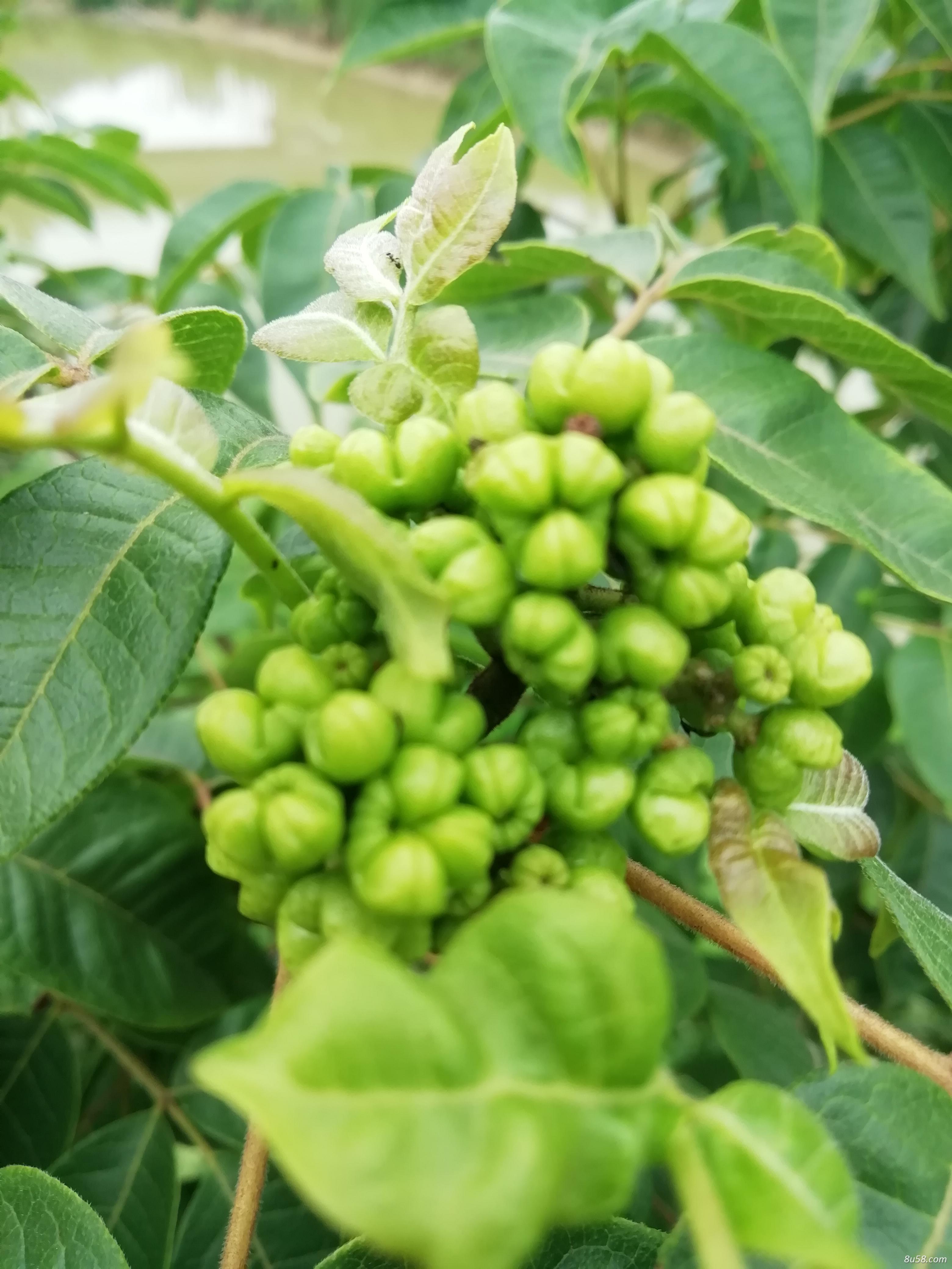 2019年新产中花吴茱萸