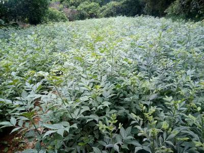 江西纯中花吴茱萸种苗，广西吴茱萸种苗供应，价格优惠