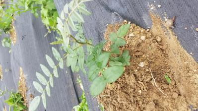 大量出优质野生山豆根种苗