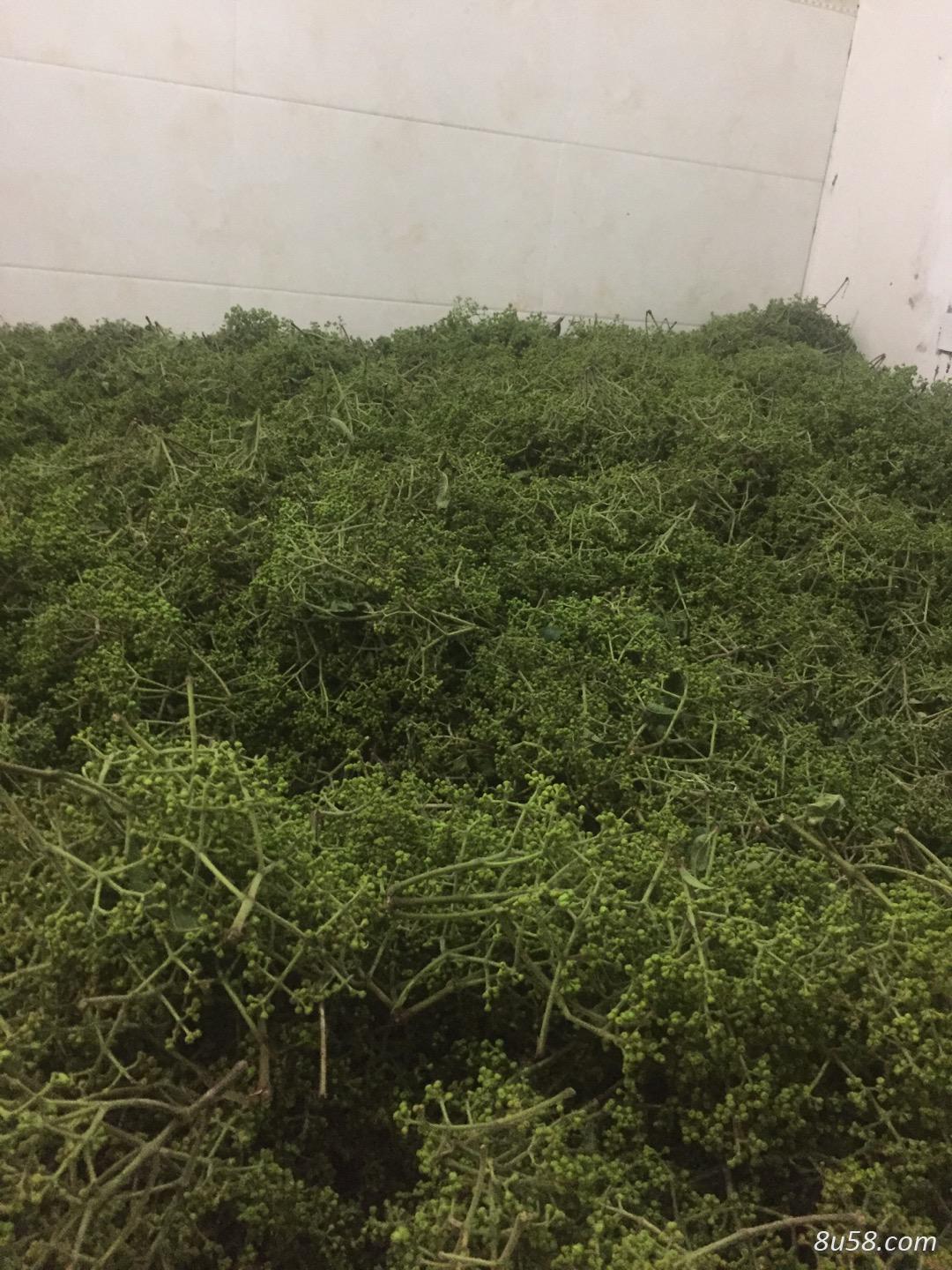 吴茱萸浙江建德