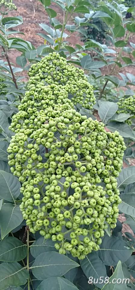 2019年广西南宁大量出售中花吴茱萸
