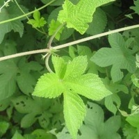 大量供应葎草