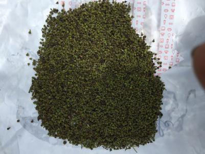 优质吴茱萸