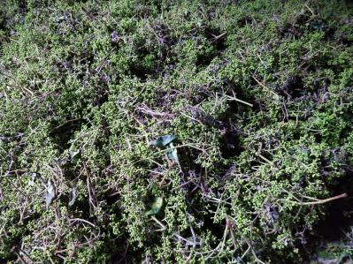 吴茱萸现货精品大量供应