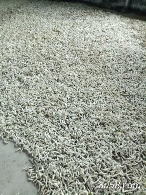 僵蚕