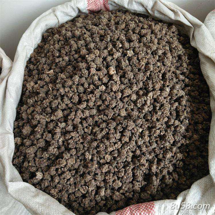 大量出售猫爪草