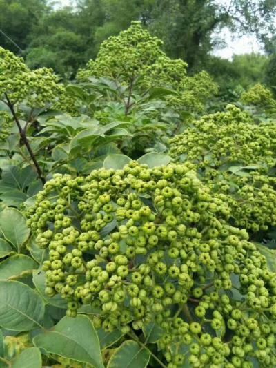我们这里有150亩以上的吴茱萸