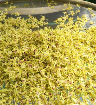 铁皮石斛干花