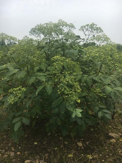 吴茱萸江西中花鲜果