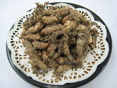 金蝉花