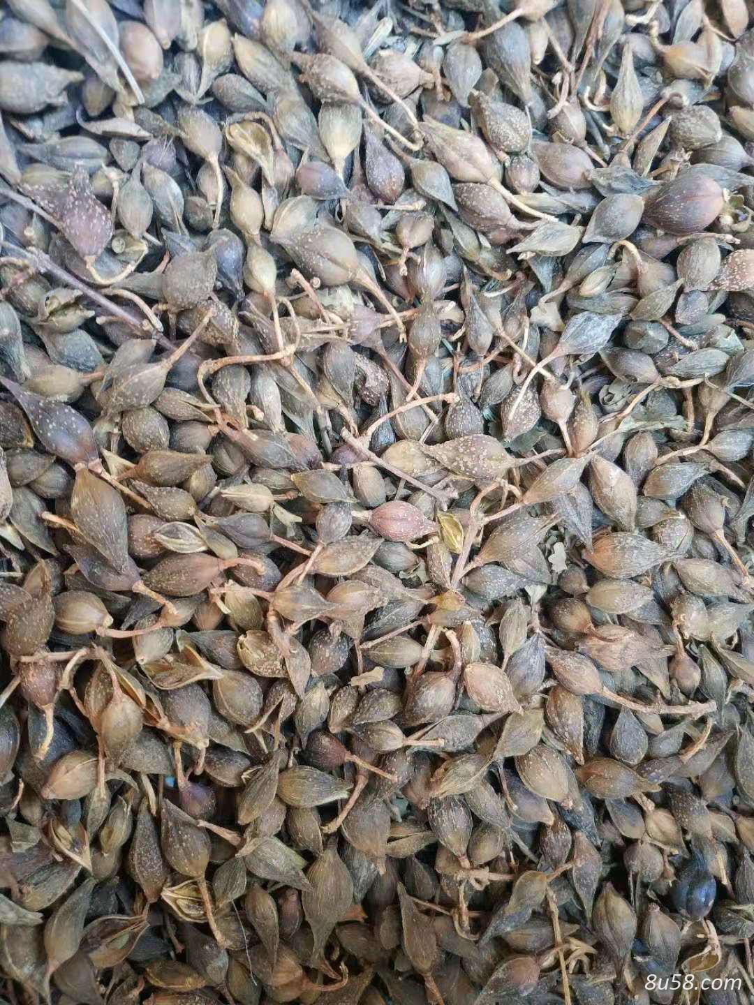 连翘水煮陈货