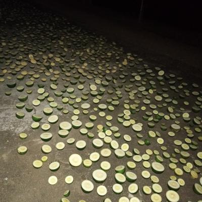 胡柚之乡基地大量供应衢枳壳