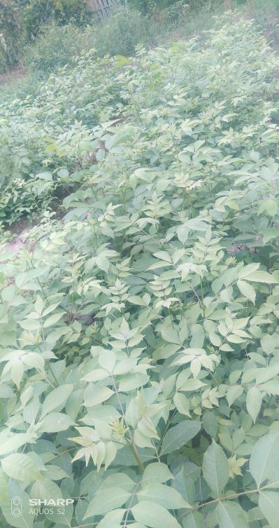江西中花吴茱萸苗