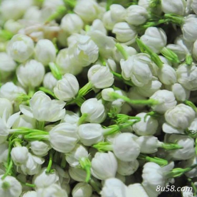 茉莉花鲜花、干花