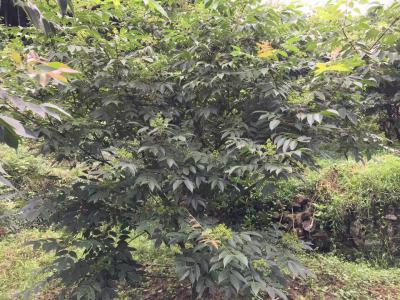 2019年吴茱萸新货