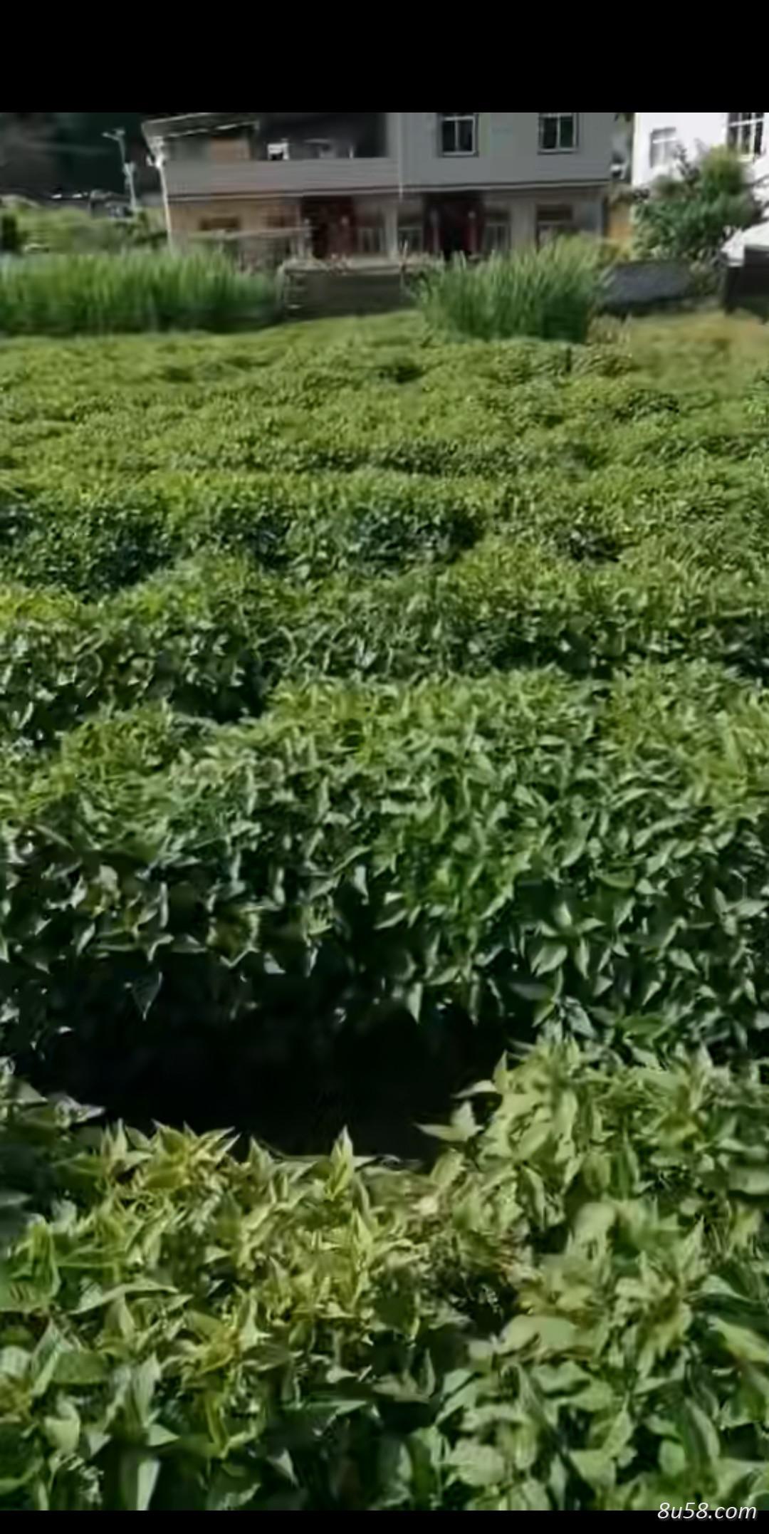 困难户种植的溪黄草 困难户种植的溪黄草