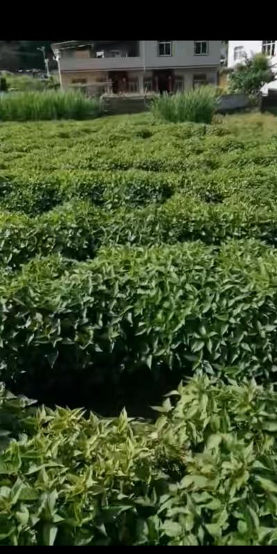 困难户种植的溪黄草