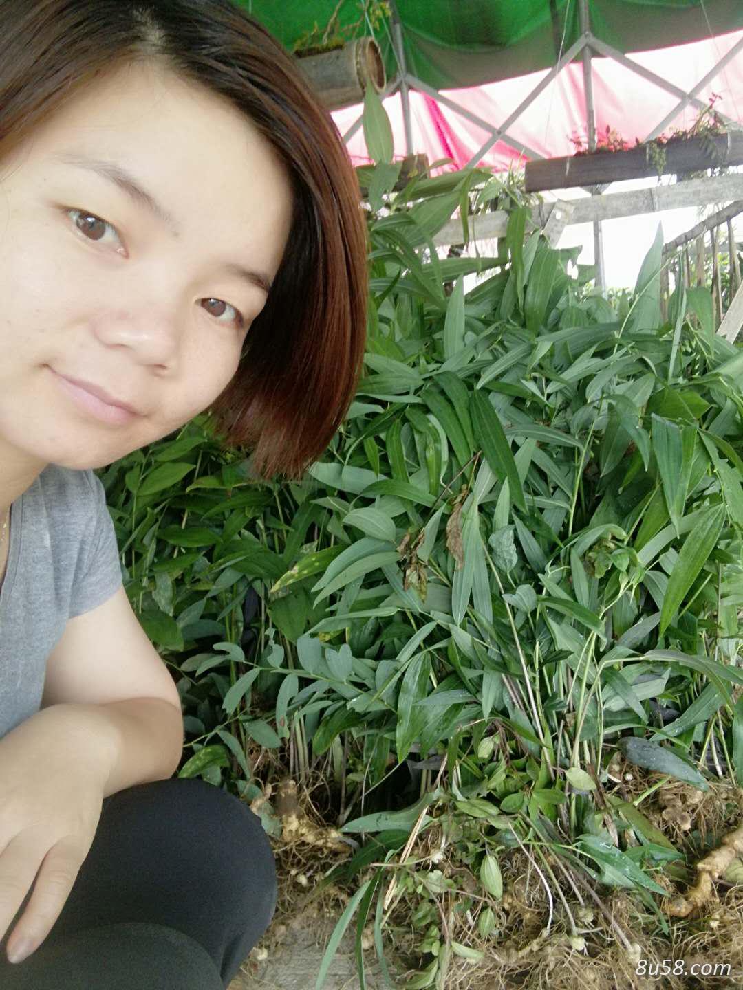 黄精种植技术种植前景的分析