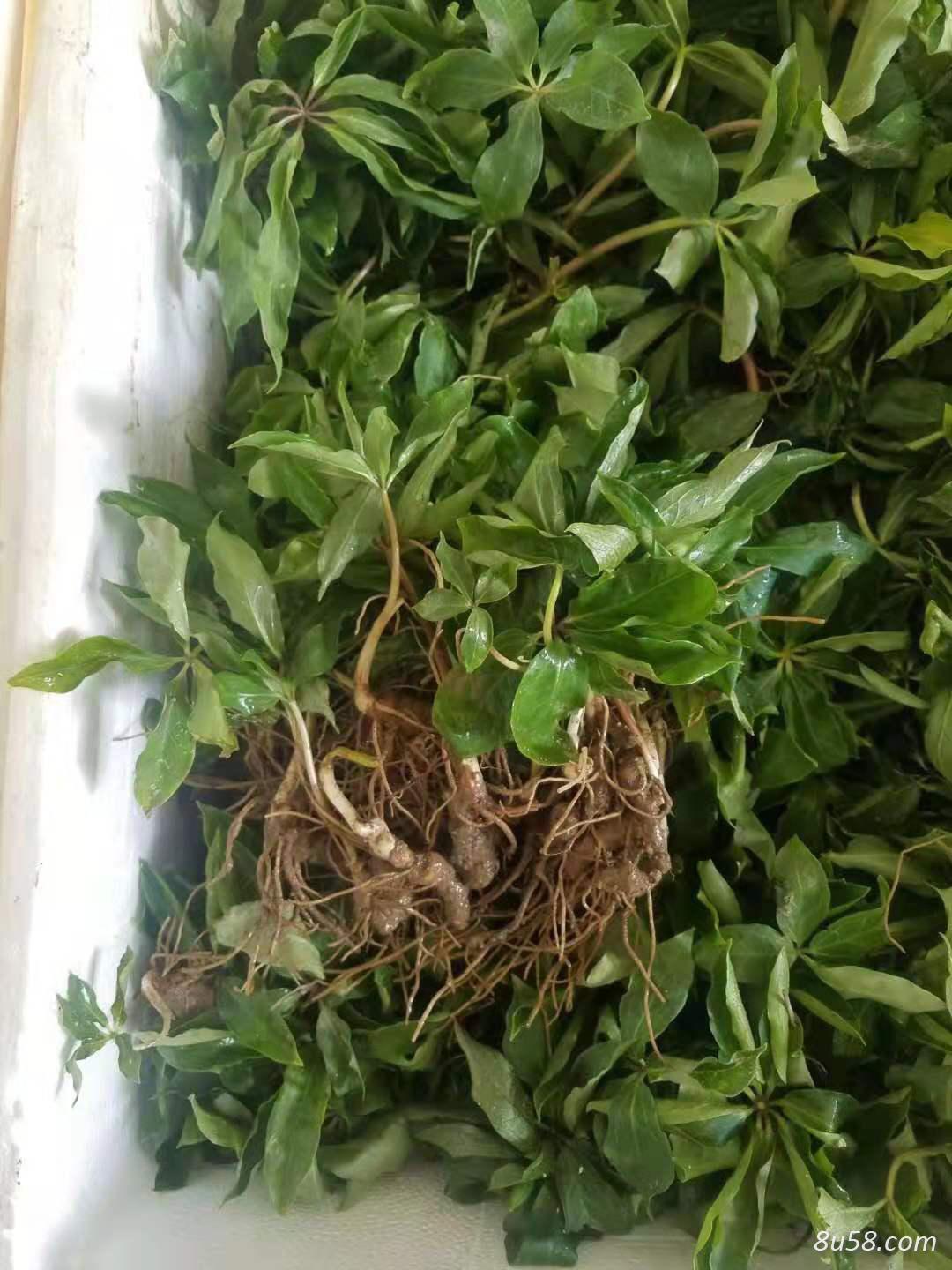 重楼种植技术免费提供全年供应种苗块茎