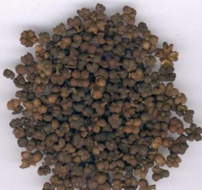 大量出售吴茱萸中花（干花籽）
