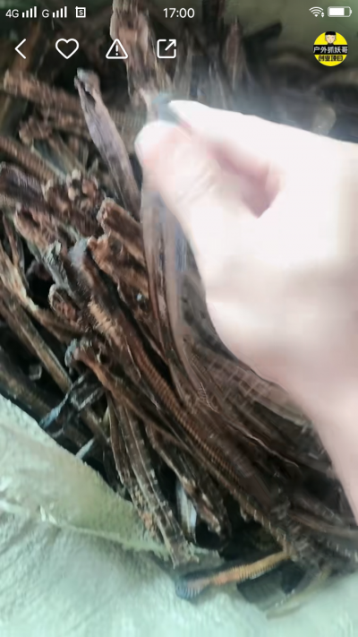 出售地龙