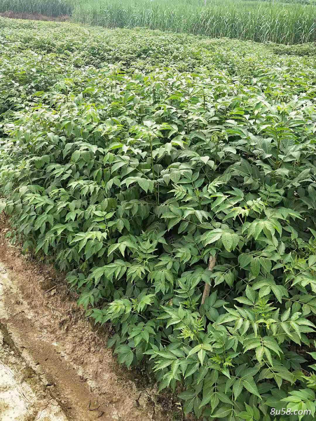 中花吴茱萸