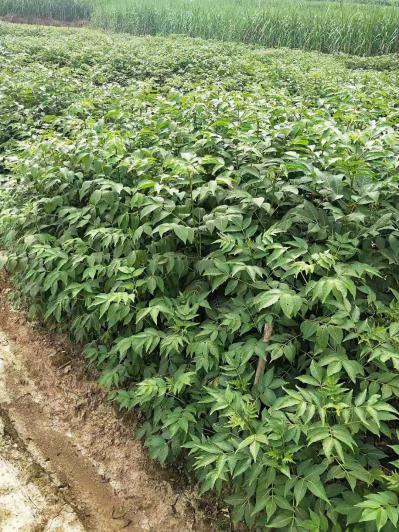 中花吴茱萸