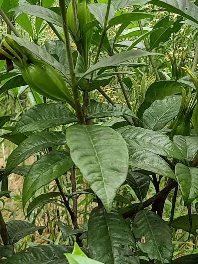 本人种植黄栀子多年现有黄栀子一百多亩