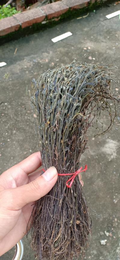本人有大量独脚金需要可联系我
