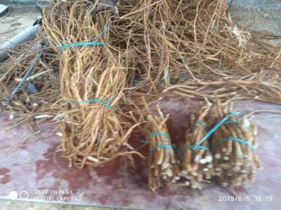 新鲜牛大力 6年老树