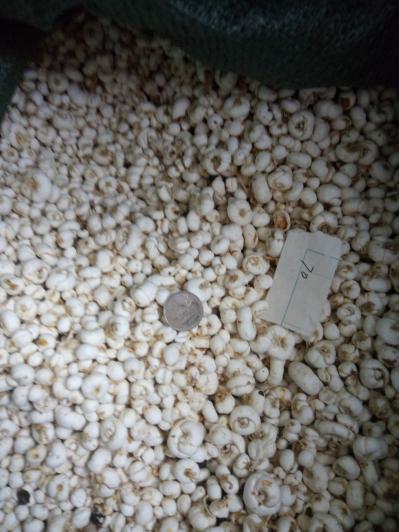种植户直销平贝母