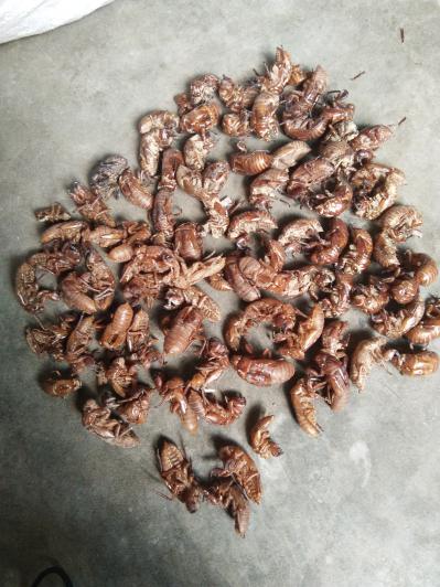 精心挑选的蝉壳