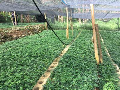 广西那坡大量出售优质山豆根苗山豆根种子