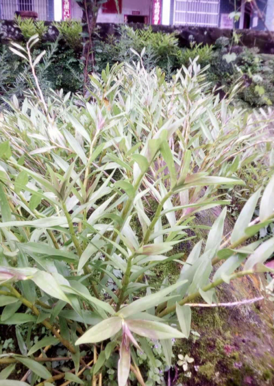 大量供应叠鞘石斛