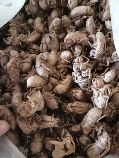 蝉蜕大量有货