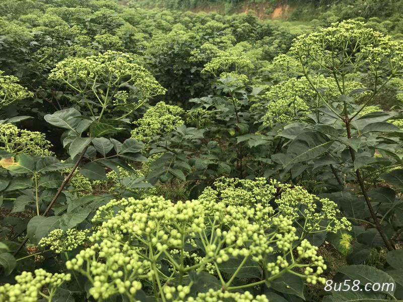 江西中花吴茱萸