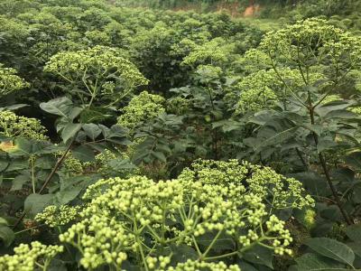 江西中花吴茱萸