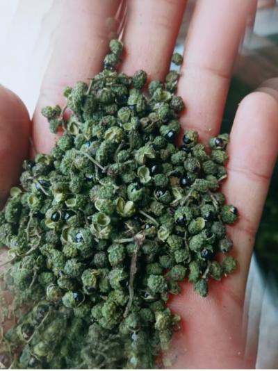 九叶青花椒