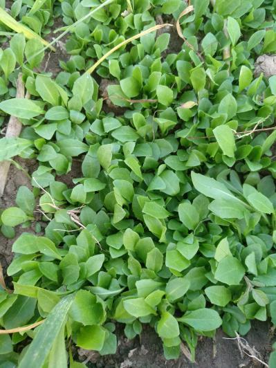 自家种植蒲公英