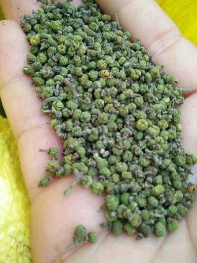 150公斤江西中花吴茱萸出售