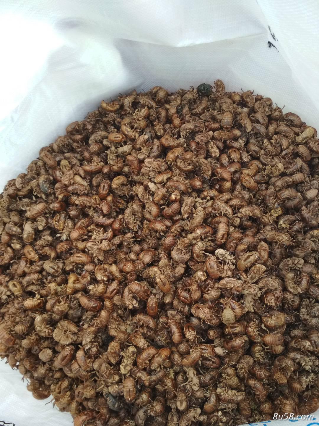 大量出售川渝过筛蝉蜕