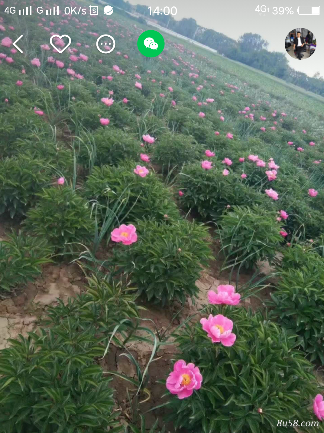 出售5年6亩鲜白芍