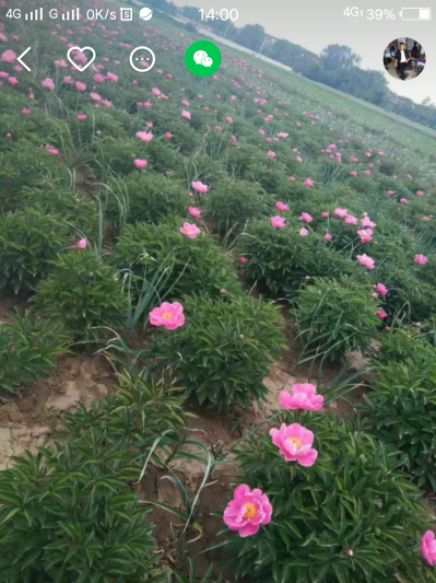 出售5年6亩鲜白芍